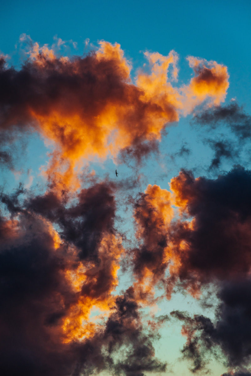 clouds-dark-bird