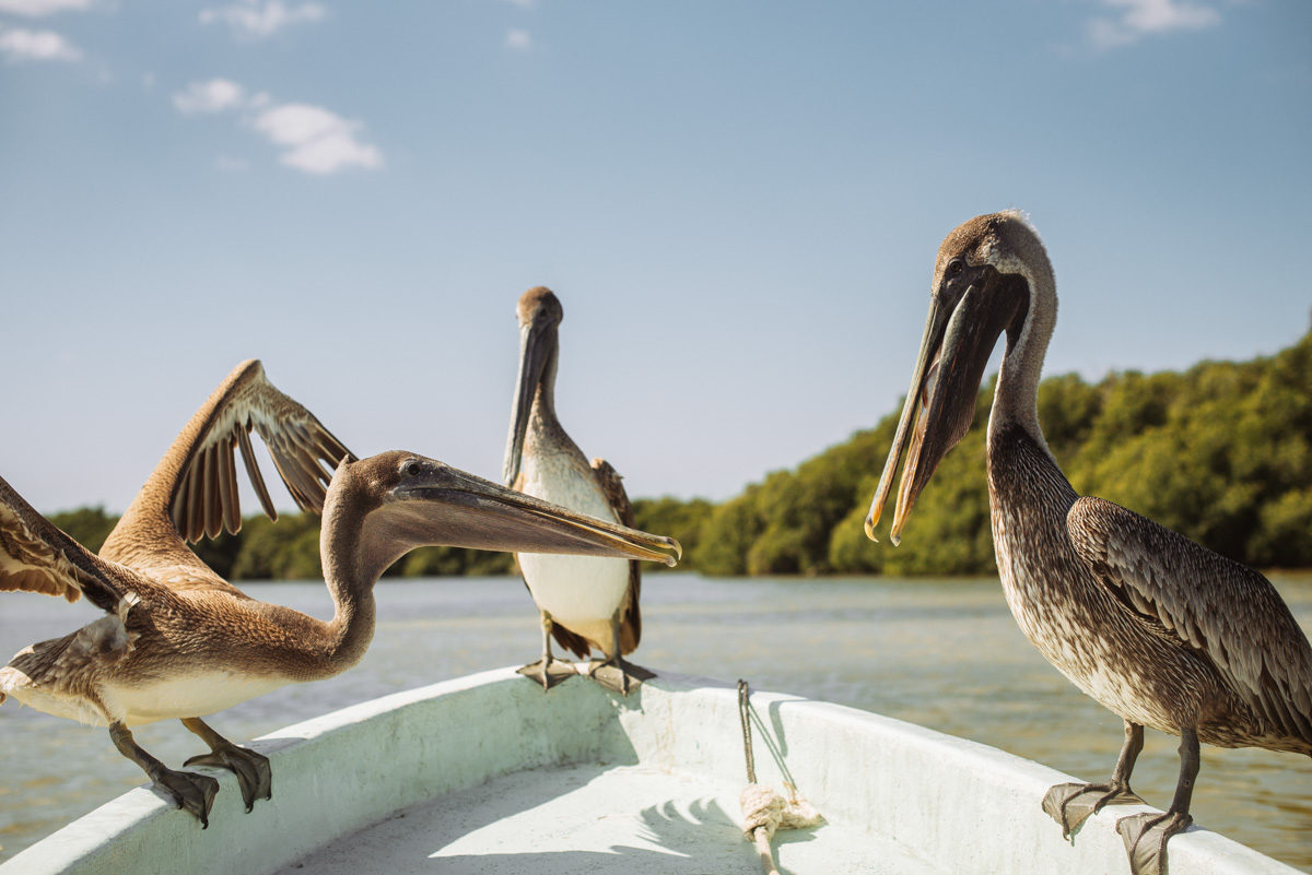 mexico-nature-reserve-birds
