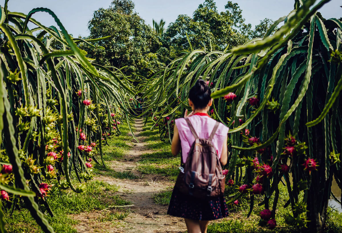 vietnam-plantage