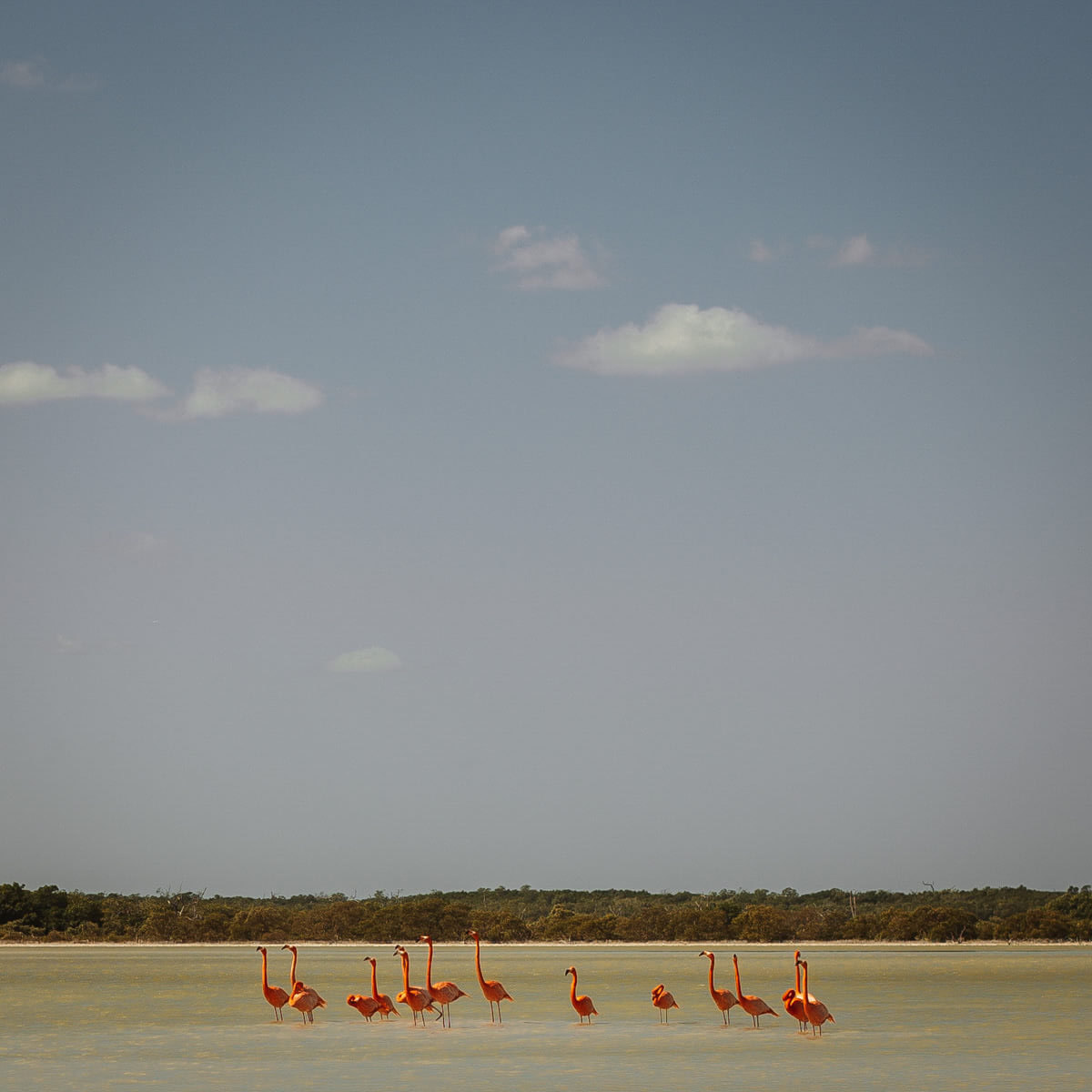 Mexiko Reise Flamingos